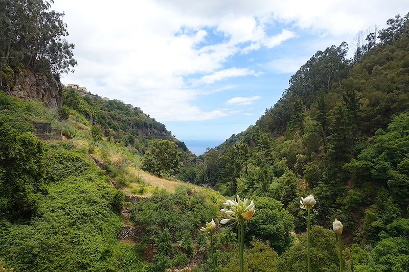 Agapanthes blanches sur le chemin entre Camara de Lobos et Cabo Girao - Madère - Portugal