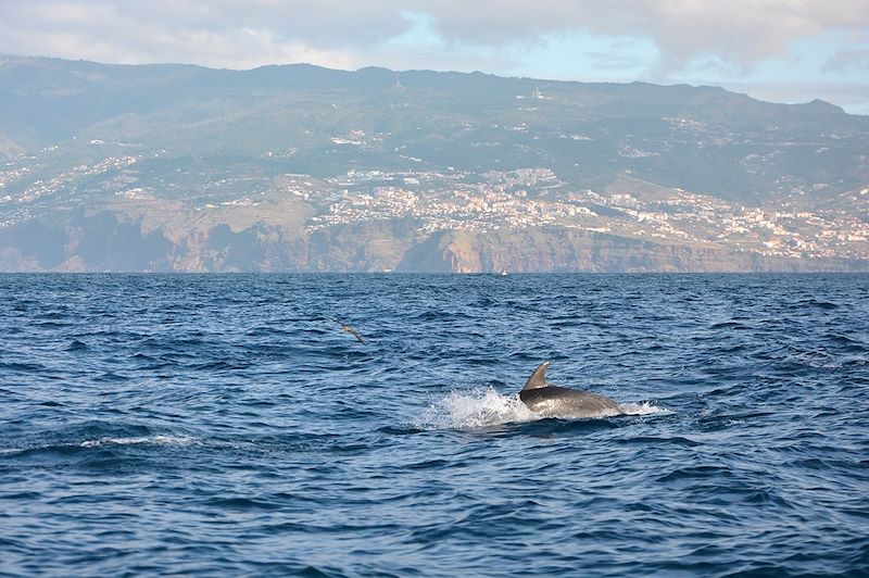 Sortie Dauphins à Funchal - Madère - Portugal