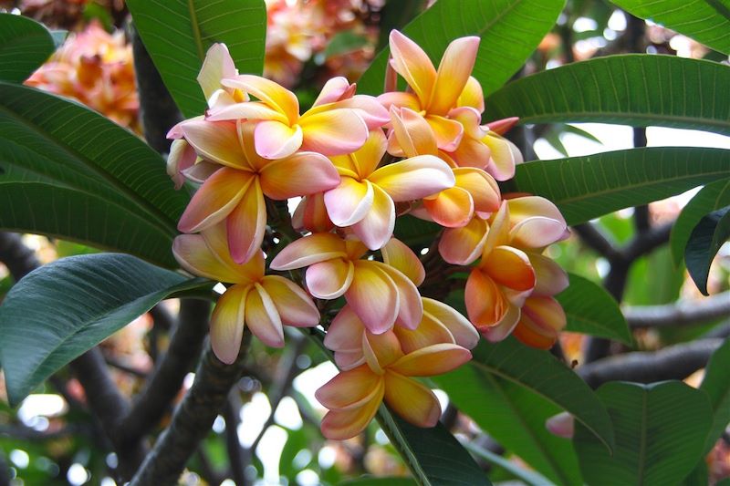 Fleurs de frangipanier - Porto Da Cruz - Madère