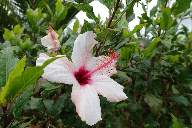 Hibiscus rose de Chine - Funchal - Madère - Portugal