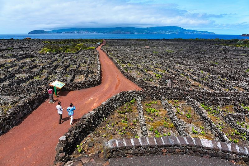 Paysage viticole de l'île du Pico - Açores