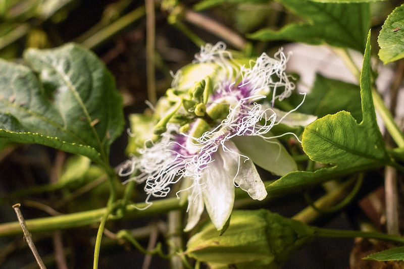 Flore de Madère