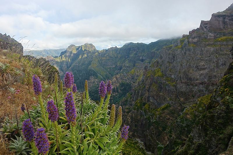 Vipérines de Madère sur le chemin entre le Pico do Arieiro et le Pico Ruivo - Madère - Portugal