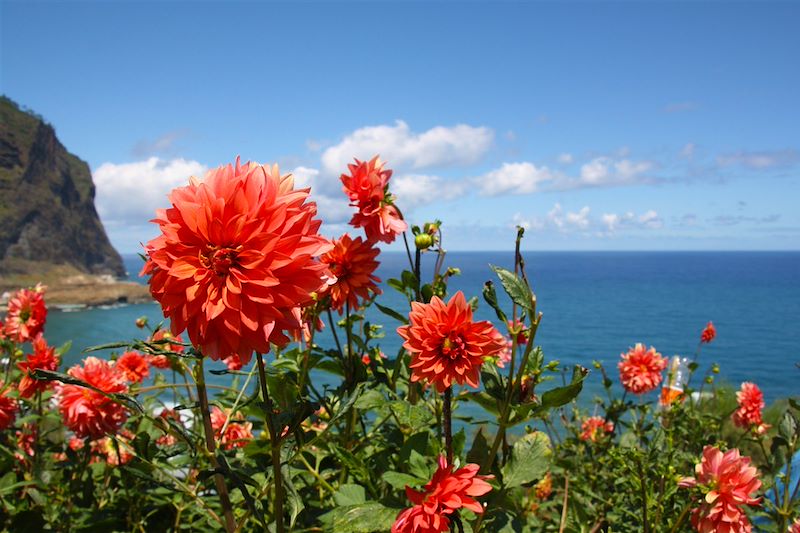 Fleurs et levadas