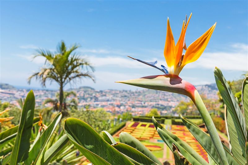 Strelitzia dans le jardin botanique de Funchal - Madère - Portugal