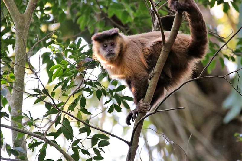 Singe dans la réserve naturelle Bella Vista - Paraguay