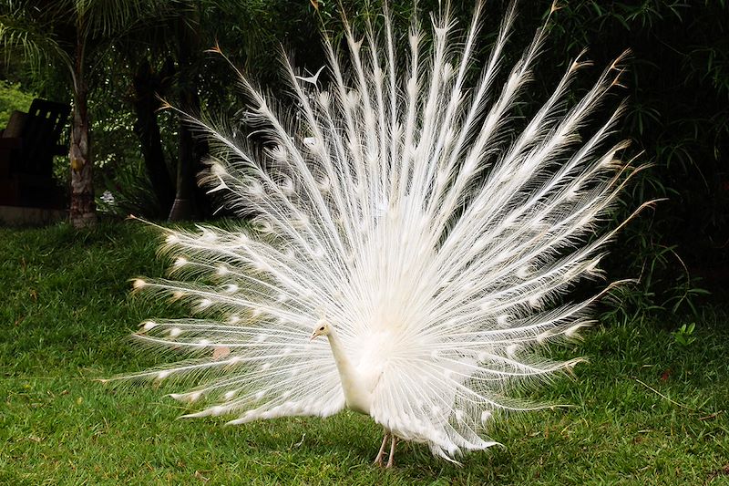 Paon blanc - Hacienda - Paraguari - Paraguay