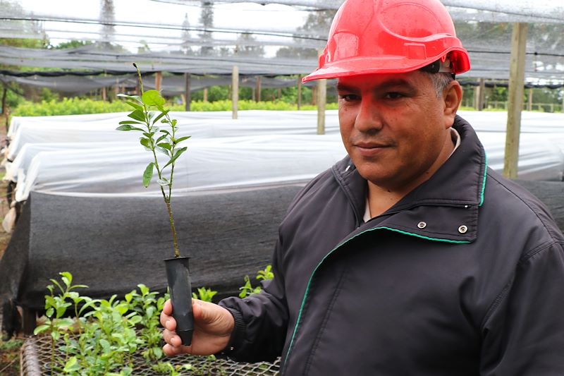 Visite d'une manufacture de maté - Bella Vista - Paraguay