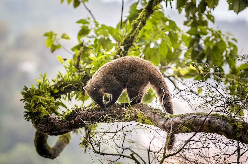 Coati roux au Parc national d'Iguazú