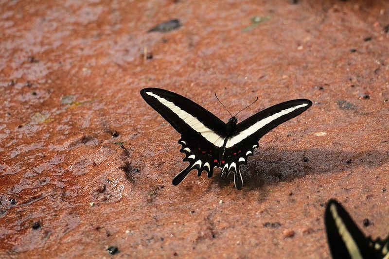 Parque Nacional De Ybycuí - Paraguay