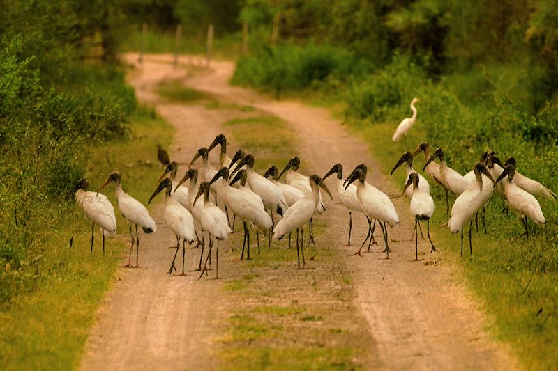 Oiseaux sur un chemin - Paraguay