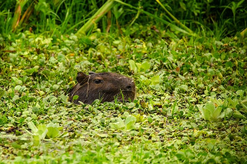 Capybara au Paraguay