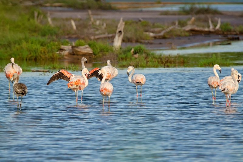 Flamants roses au Paraguay