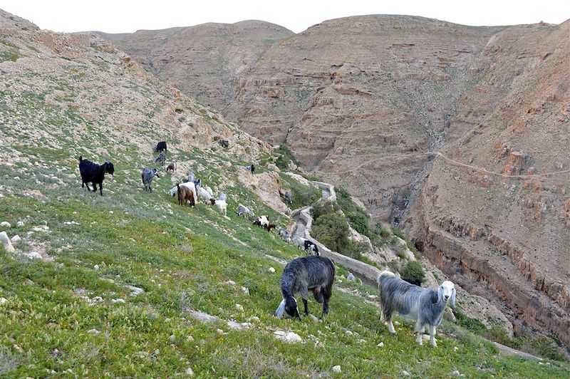 Troupeau de chèvres à Wadi Qelt - Cisjordanie - Palestine