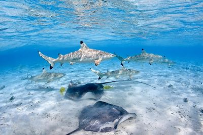 Reliefs de Moorea & Fonds marins des Tuamotu 4