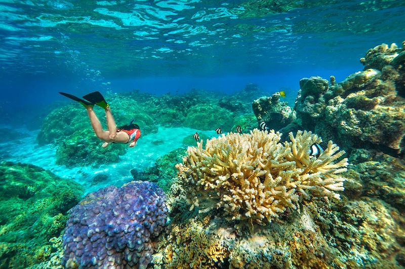 Plongée à Tahiti, et les îles de Moorea, Rangiroa et Fakarava. Une aventure vingt mille lieues sous les mers