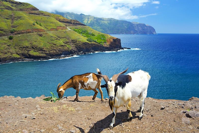Chèvres à Hiva Oa - Archipel des Marquises - Polynésie française