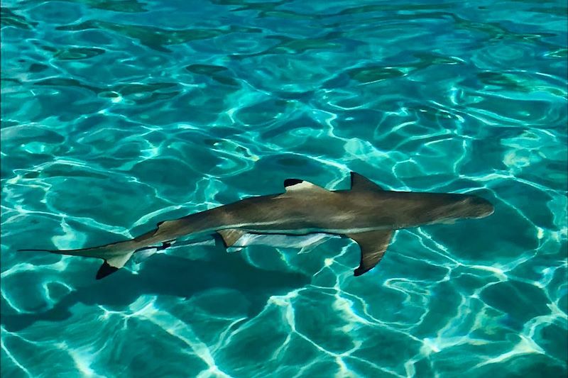 Requin à Rangiroa - Polynésie