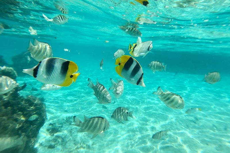 Snorkling en Polynésie