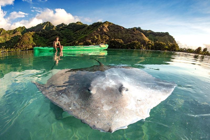 Enfant observant une raie fouet dans un lagon - Moorea - Polynésie Française