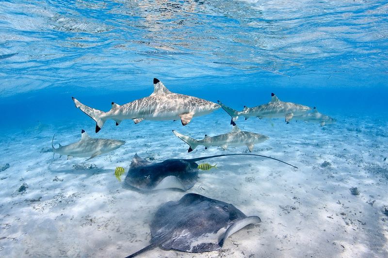 Requins à pointes noires et raies pastenagues - Polynésie
