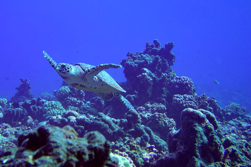 Tortue marine en Polynésie française