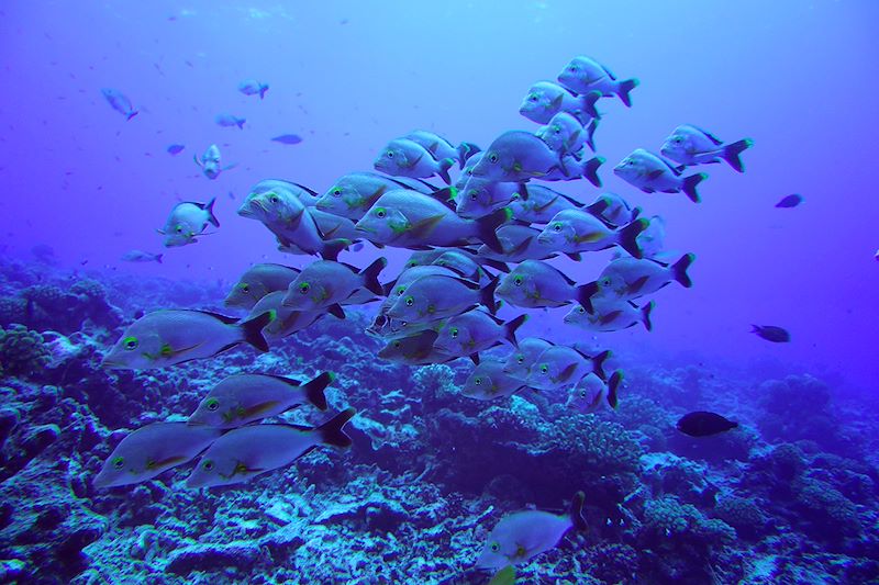 Plongée à Rangiroa - Îles Tuamotu - Polynésie française
