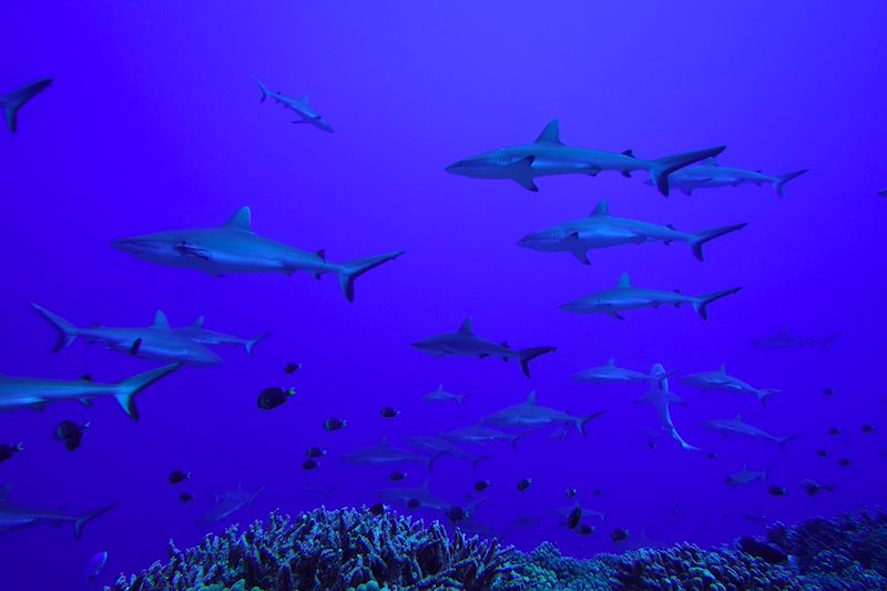 Banc de requin à Fakarava Sud - Polynésie française