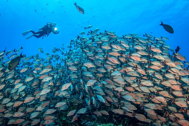 Plongée à Fakarava - Îles Tuamotu - Polynésie française
