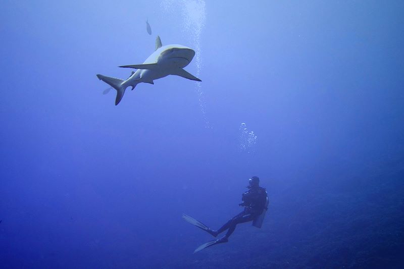 Entre lagons infinis et passes légendaires, explorez les profondeurs des Tuamotu, un voyage plongée d'exception en Polynésie