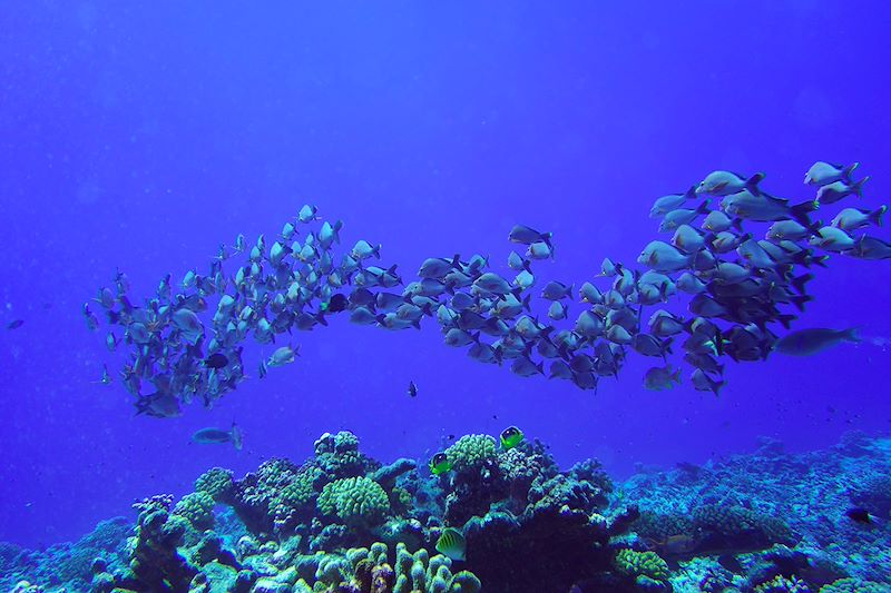 Plongée à Rangiroa - Îles Tuamotu - Polynésie française