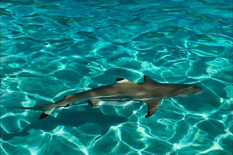Requin à Rangiroa - Polynésie
