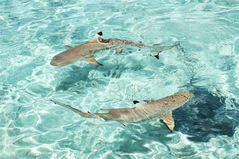 Requins à pointe noire - Polynésie française
