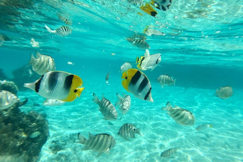 Snorkling en Polynésie