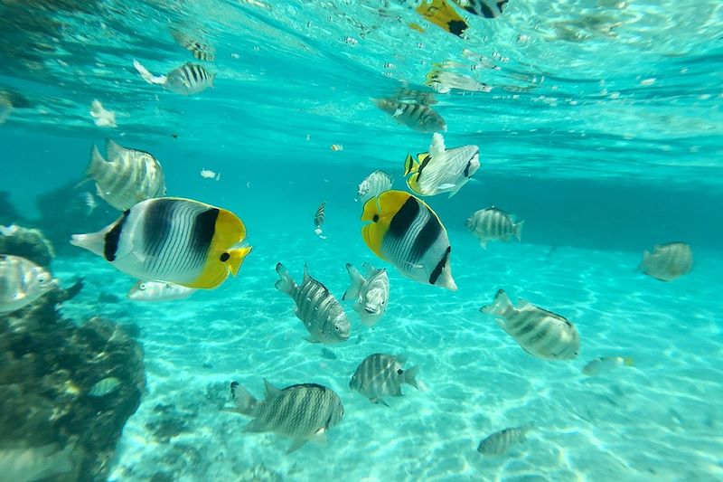 Snorkling en Polynésie