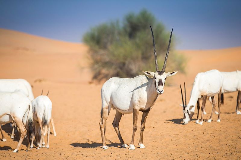 Oryx d'Arabie dans le désert