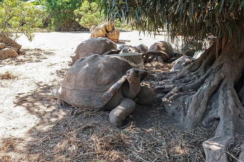 Tortue géante au Parc François Leguat - Rodrigues