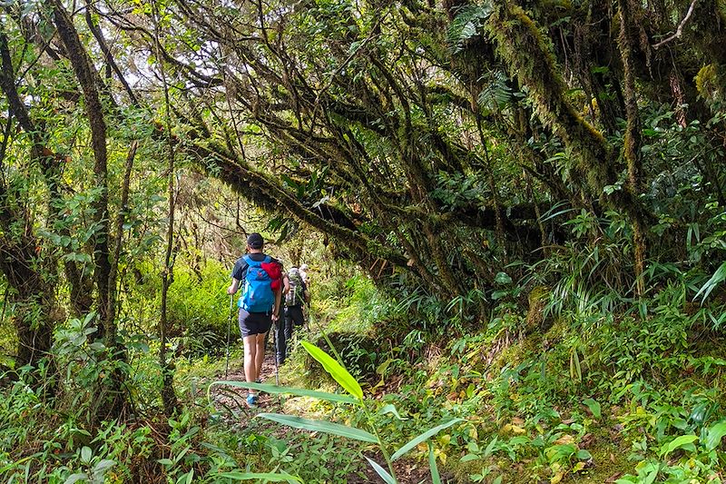 Randonnée dans la forêt de Bébour-Bélouve - Île de La Réunion