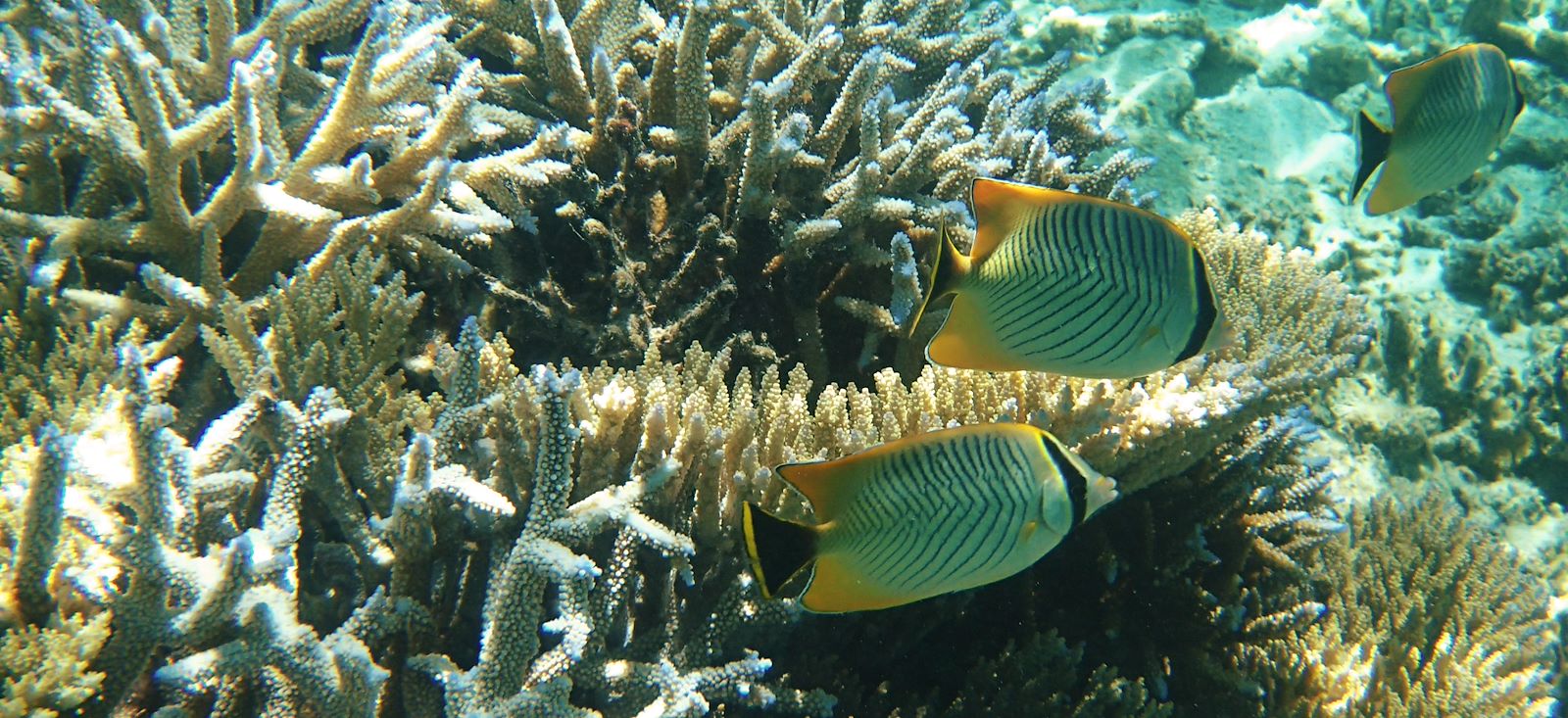 Image D'île en île : Réunion, Maurice & Rodrigues !