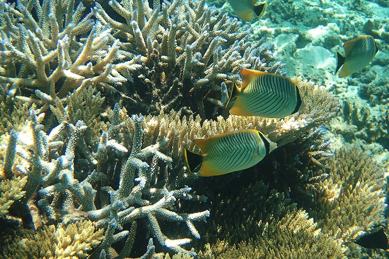 Snorkeling à l'Île Maurice