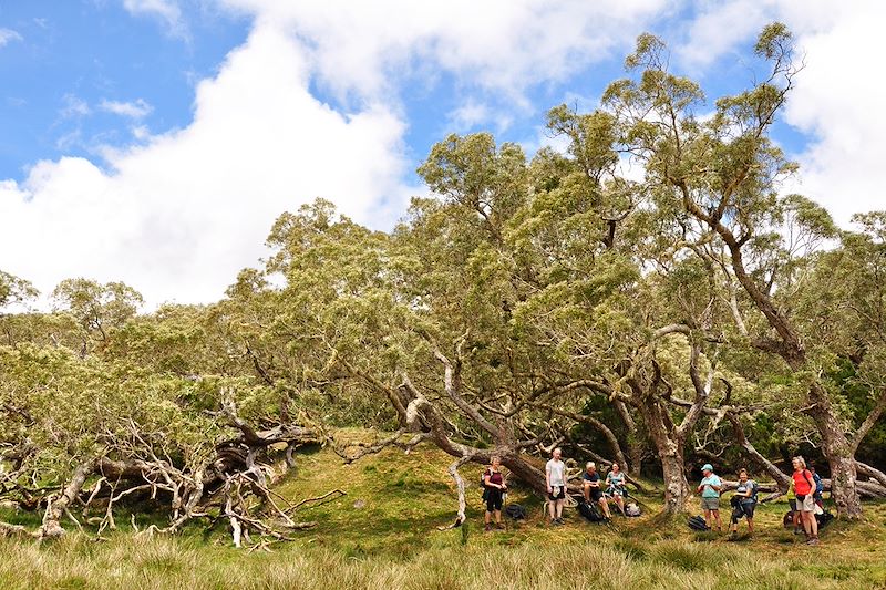 Entre le Col des Boeufs et La Nouvelle - Cirque de Mafate - La Réunion
