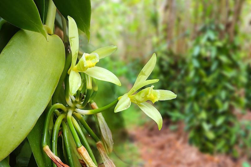 Plantation de vanille à la Réunion