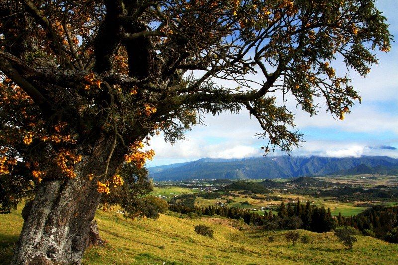 Plaine des Cafres - Réunion