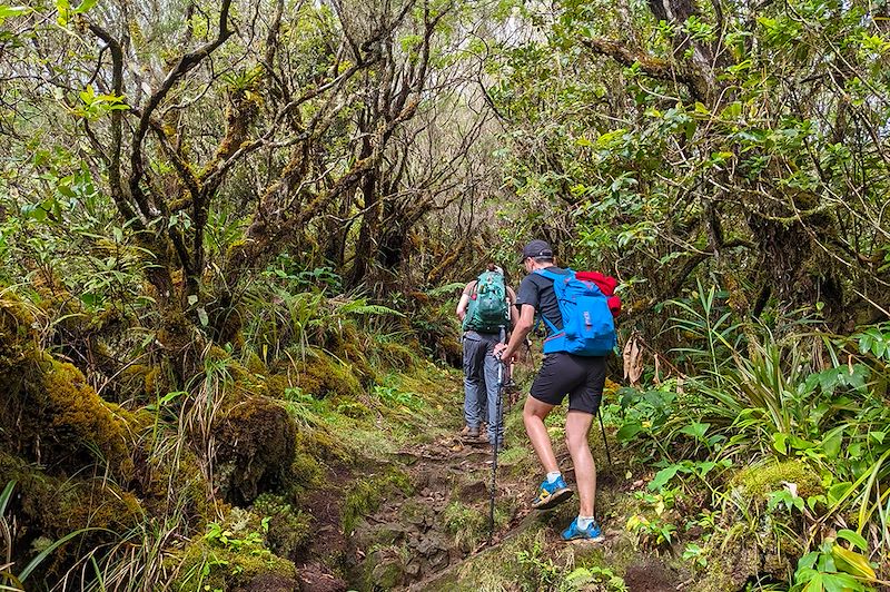 Randonnée dans la forêt de Bébour-Bélouve - Île de La Réunion