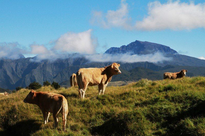 Plaine des Cafres - Réunion