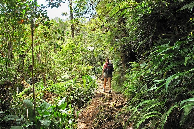 Randonnée dans la forêt de Bélouve - La Réunion