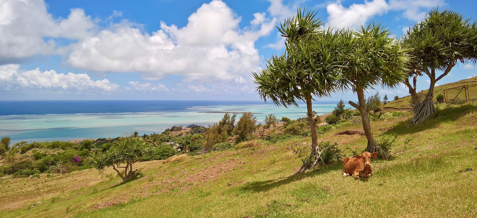 Image En Réunion à Rodrigues...