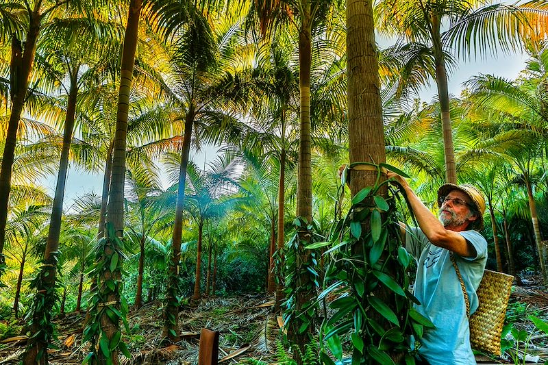 Culture de la vanille - Île de la Réunion