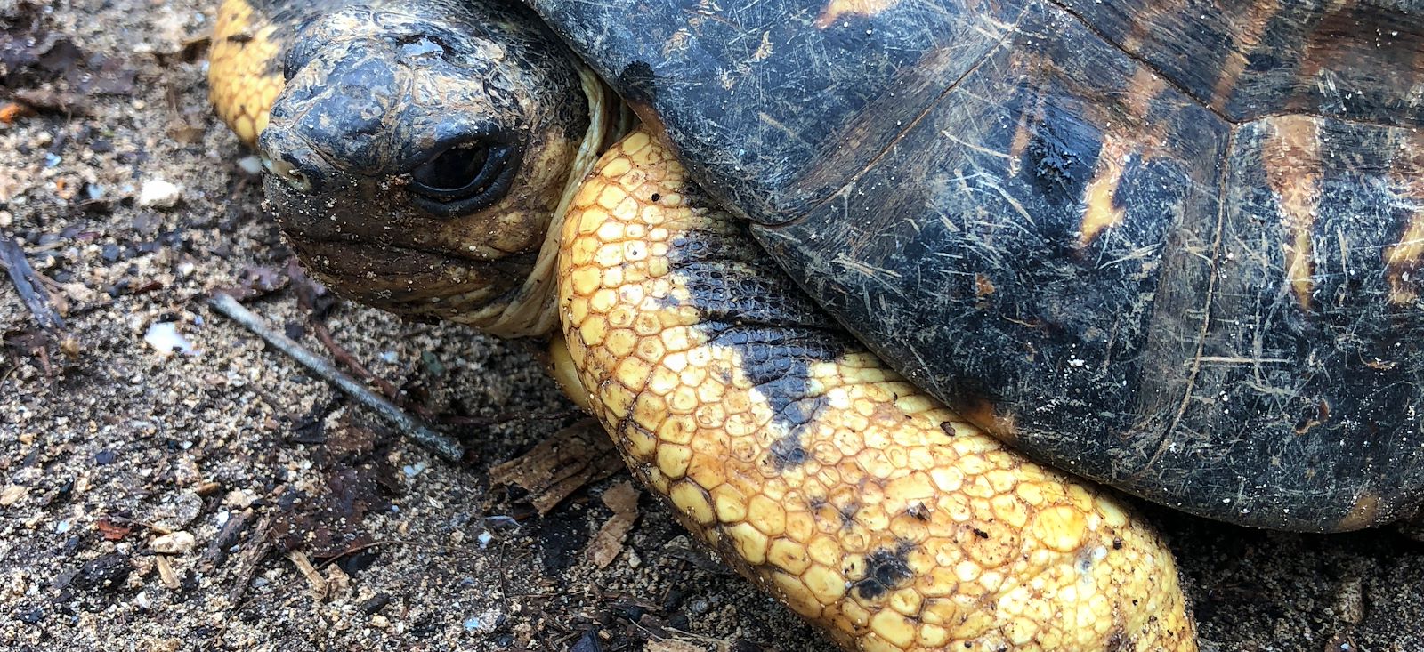 Image En Réunion à Rodrigues...