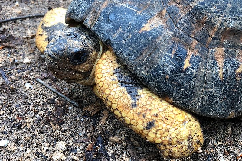 Réserve de Tortues Géantes de François Léguât - Rodrigues
